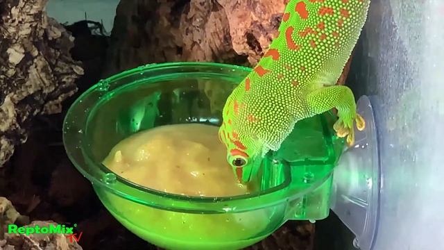 Phelsuma grandis High Red. Зеленая ящерица смотреть онлайн