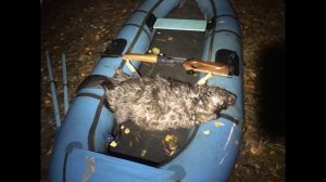 Как правильно охотиться на бобра? 4 способа охоты на бобра. #охота_на_бобра #Охота