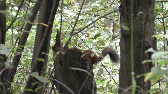 Белочка собирает грибы. смотреть онлайн