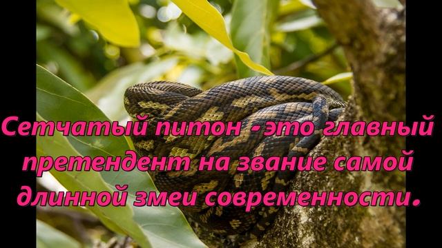 Рекордсмены животного мира. Интересные факты о животных. Обучающее видео для детей 2019. смотреть онлайн