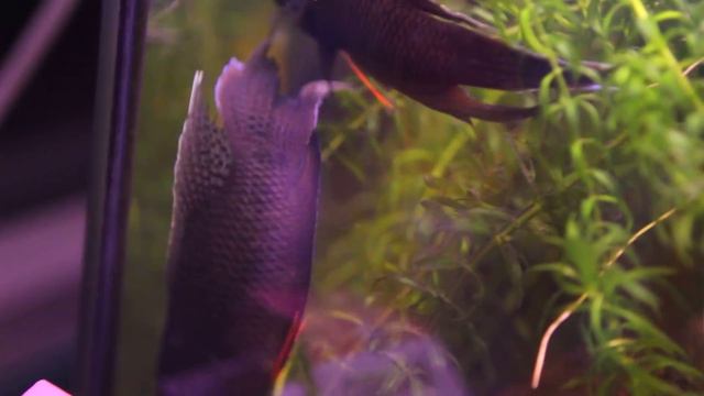 Aqua №2 Драка рыб ( Макроподы Macropodus ) мой аквариум My aquarium смотреть онлайн