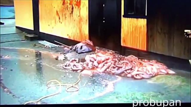 Обожаю ИнтерNet При в скрытии огромного кита взорвался его живот Смотреть всем! смотреть онлайн