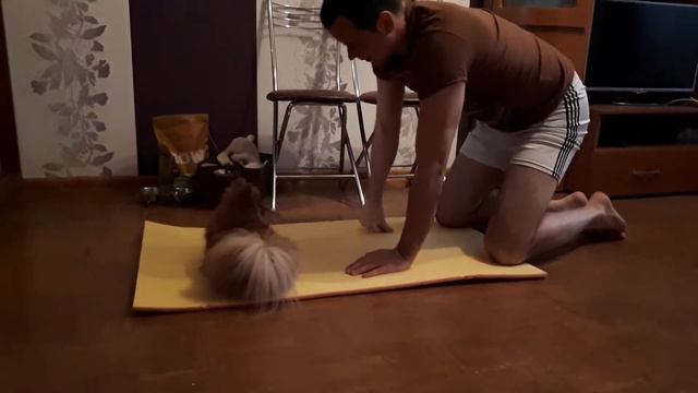 Умный шпиц делает зарядку смотреть онлайн