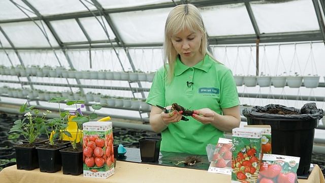 Земляника "Фриго" - сохраняем рассаду до посадки в грунт смотреть онлайн