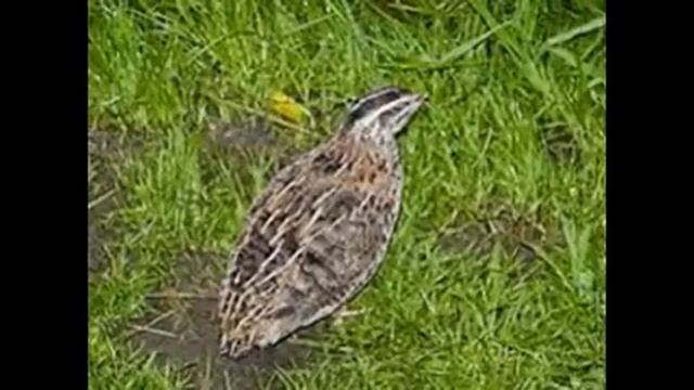 Обыкновенный перепел смотреть онлайн