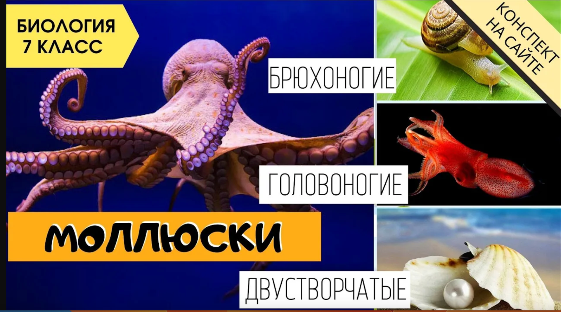 Тип Моллюски, их строение. Биология 7 класс. Двустворчатые, головоногие, брюхоногие. ЕГЭ Видеоуроки смотреть онлайн