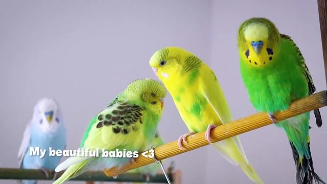 How to Build Glass Bird Cage смотреть онлайн