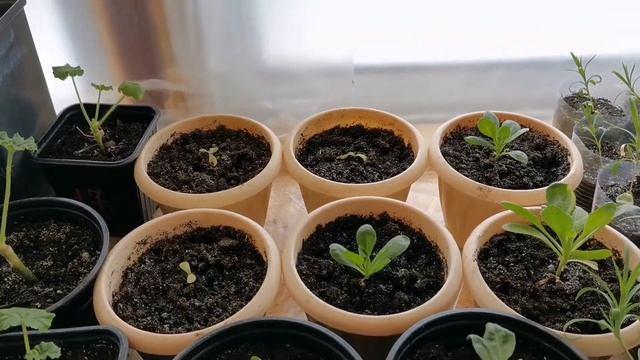 Обзор рассады моих растений на 22.03.21(Перец, томаты, баклажаны и цветы и.....) смотреть онлайн