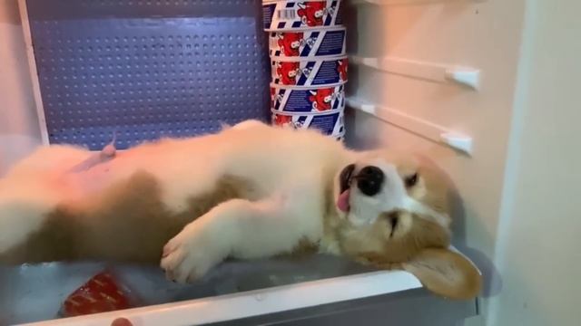 Funny and Cute corgi puppies videos compilation 2021❤ Cutest corgis Ever! Part 2 смотреть онлайн