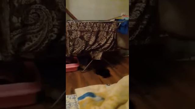 Я завела кролика а кристина собаку смотреть онлайн