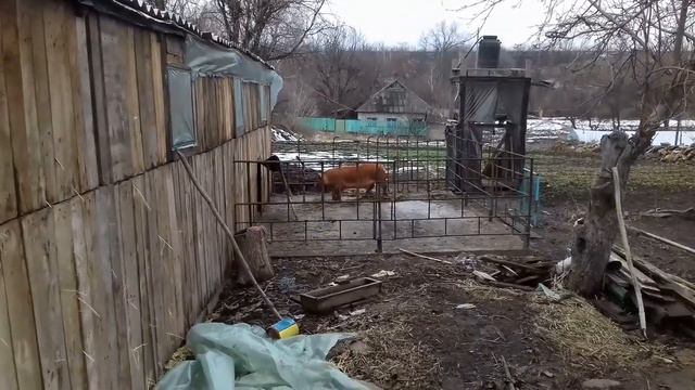 Свиноматка задавила поросёнка. Откормочник переехал в клетку для откорма. смотреть онлайн