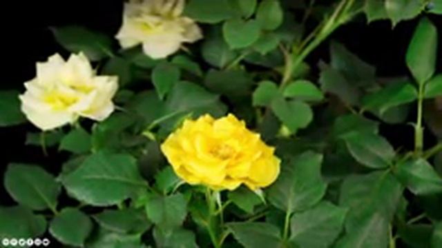 До слез красивая мелодия! Самая Нежная и красивая музыка антистресс! красивые цветы цветут смотреть онлайн