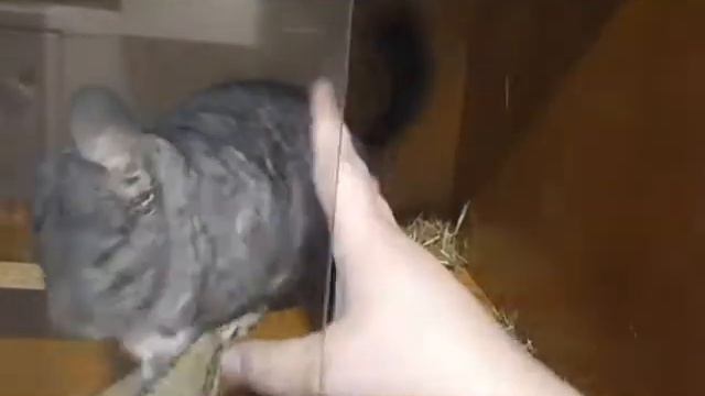 Шиншилла бесится