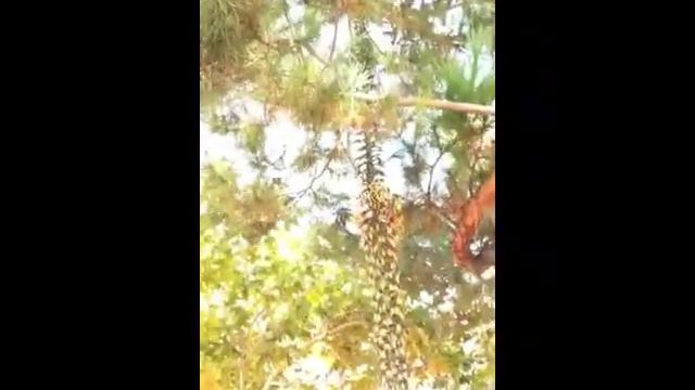 MargaretsPlant 2014 смотреть онлайн