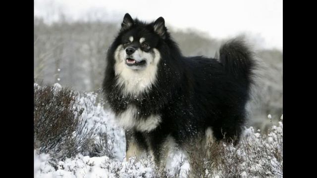 Ненецкая лайка смотреть онлайн