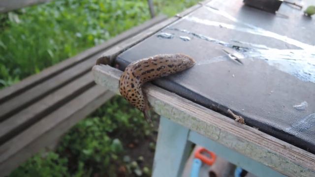 Огромный слизняк смотреть онлайн