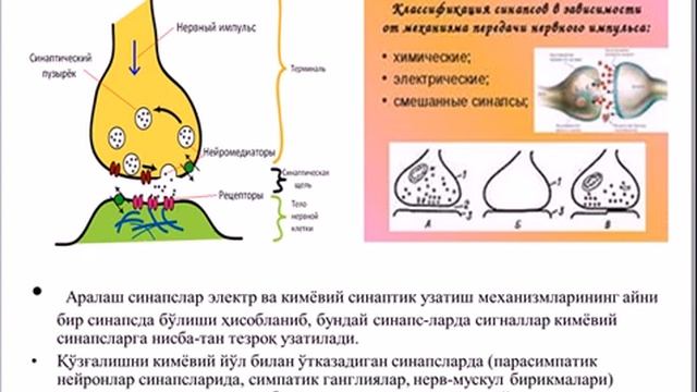 Синапс ва синаптик жараёнлар смотреть онлайн