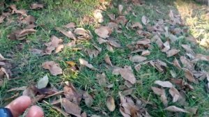 Шприц со смазкой для смазывания ведущей звездочки пильной шины  бензопилы.