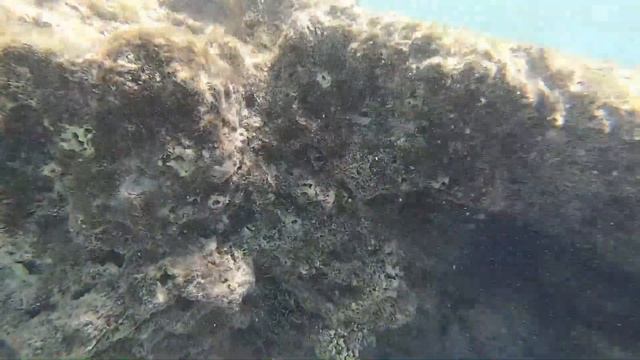 Albatros Citadel Resort 5. Хургада 2021. Вход в море. Красота подводного мира и рифа отельного пляж смотреть онлайн