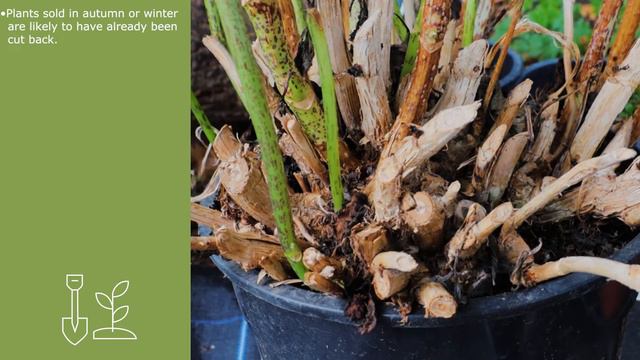 Hydrangeas in Winter - What to expect and how to care for a hydrangea смотреть онлайн