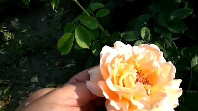 Эхинацея, лилейник.Цветы переносящие 40 градусную жару. смотреть онлайн