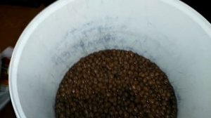 Как подготовить керамзит для домашней гидропоники