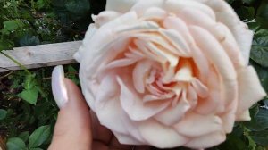 # Роза🌹 Амнестик Интернациональ из питомника П. Козловой