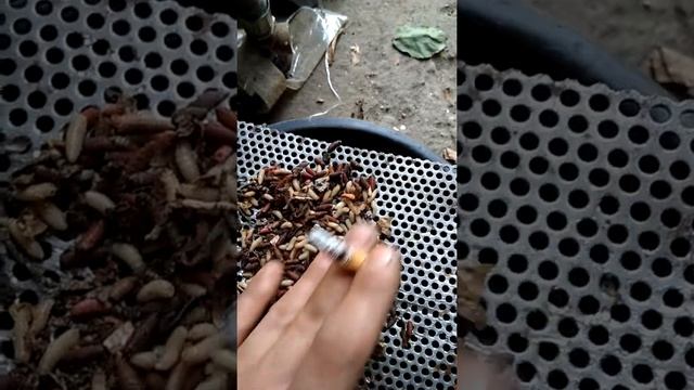 Як швидко вітділити живого опариша від мертвого смотреть онлайн