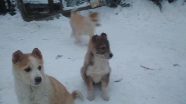 щенки западно сибирской лайки 2 месяца смотреть онлайн