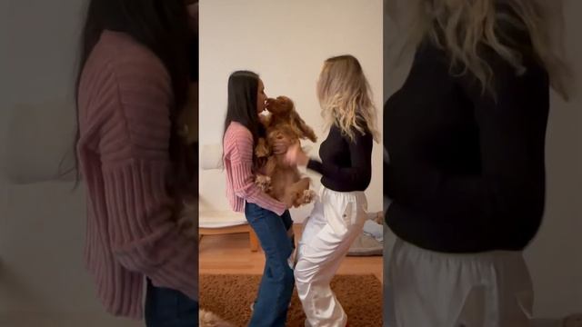 Abi azcık göbek atalım yaa? #akım #köpekvideoları #dog #shots смотреть онлайн