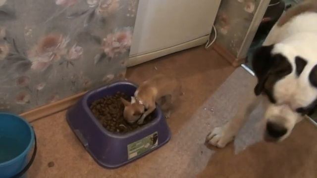 Собачая семейка или Dogs Family )) смотреть онлайн