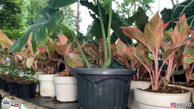 INI JENIS & HARGA TANAMAN KELADI YANG LAGI VIRAL ! | PHILODENDRON, AGLONEMA, KAKTUS & PURING | EP 4 смотреть онлайн