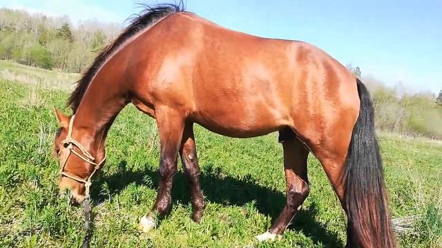 Конь пасётся смотреть онлайн