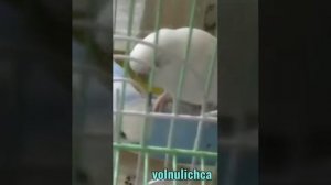 Как подстричь когти  у волнистого попугайчика| советы Авроры