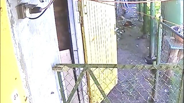 Лиса и куры смотреть онлайн