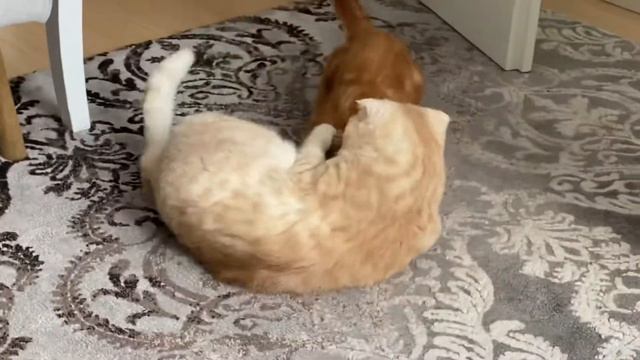 КРАСИВЫЙ ЗАКАТ/МОИ МИЛЫЕ АРТИСТЫ🐈🐈🐈#деревнявнутримегаполиса#смешныекотики#жизньвберлине# смотреть онлайн