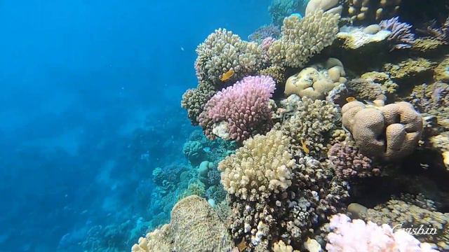 Wadi Lahmy bay, reef Banana (Egypt, sept.2019) смотреть онлайн