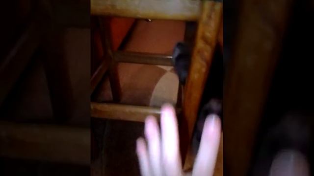 Прикол с котёнком и табуреткой!)? смотреть онлайн