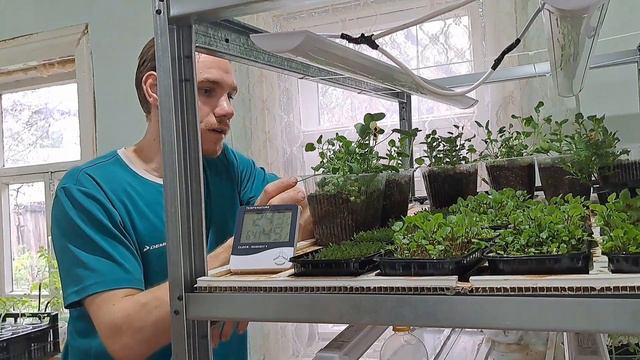 УДОБРЕНИЯ ДЛЯ МИКРОЗЕЛЕНИ? ПЕРВЫЙ УРОЖАЙ ВИОЛЫ смотреть онлайн