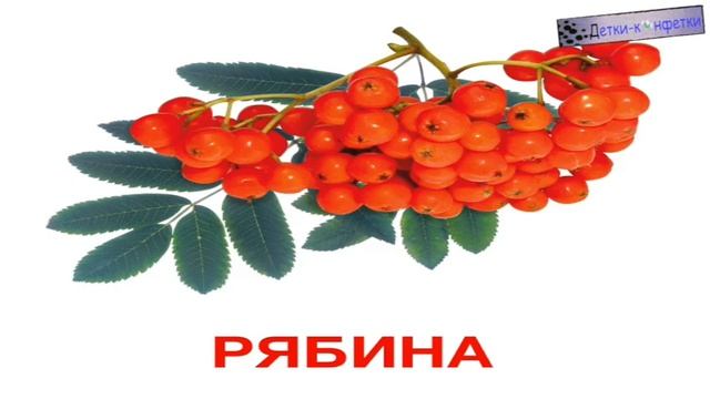 Энциклопедия до малышей. Ягоды смотреть онлайн