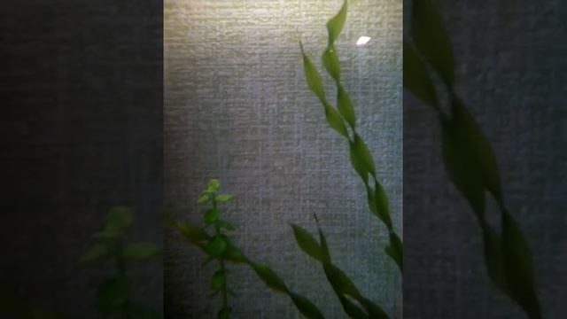 Заросли роголистника. КУДА ЕГО ДЕВАТЬ ????! (выпуск #2) смотреть онлайн