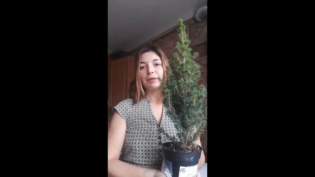 Ель Коника из гипермаркета ОКей смотреть онлайн