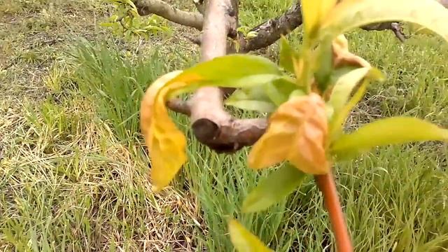 Πρώτες προσβολές δένδρων ροδακινιάς από Εξώασκο [Taphrina deformans (Berk.) Tul.] смотреть онлайн