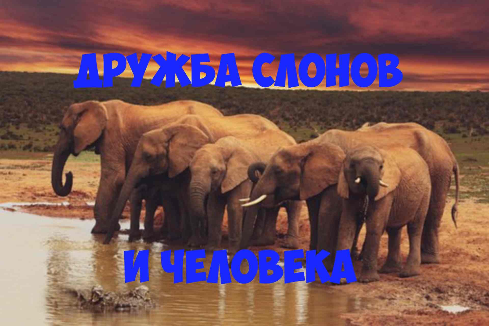 Дружба слонов и человека. интересная история. слоны спасли от льва. смотреть онлайн