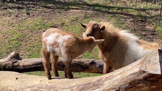 Slow-Mo Jumpy Baby Goats смотреть онлайн