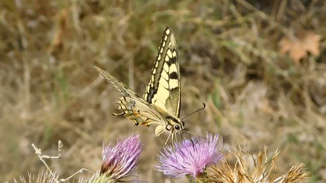 papilio machaon 3 - butterflies of Greece смотреть онлайн