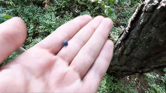 Есть ли ЧЕРНИКА в Лесах Витебска?|Сборы черники 2021 смотреть онлайн