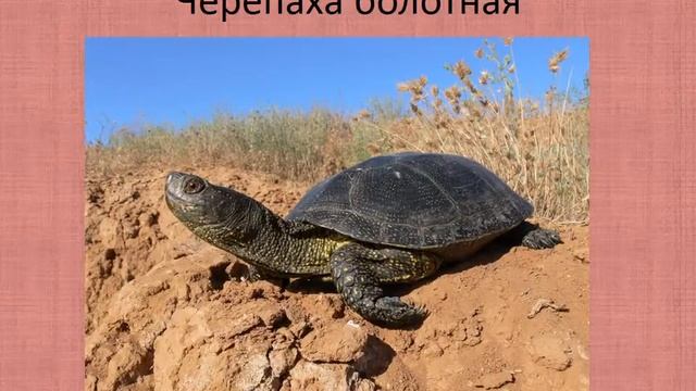 Редкие исчезающие растения и животные Крыма смотреть онлайн