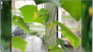 Как просто вырастить огурцы на балконе. 2-ой выпуск (май-июнь)