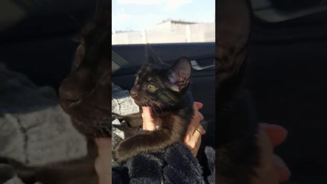 котята метисы бурмы смотреть онлайн